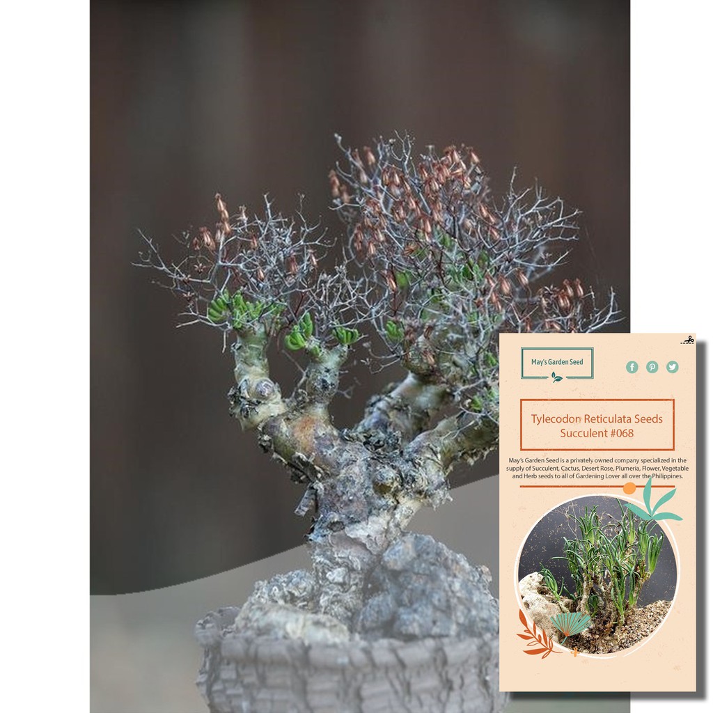 Tylecodon Reticulata Seeds, Succulent Seeds, Variety#068 | Shopee ...