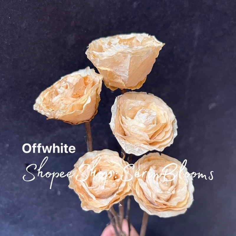 Fossilized Rose (Petite)sold per piece 4-5cm | Shopee Philippines