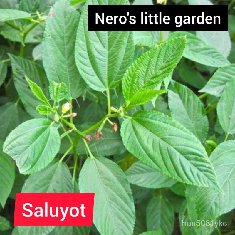 flower seeds saluyot seed pack ( jute mallow 50 seeds) YXVD Shopee