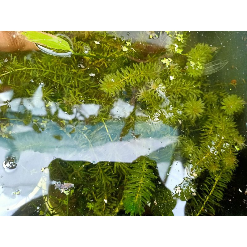 Hydrilla Aquatic plants ( 10 stem ) | Shopee Philippines