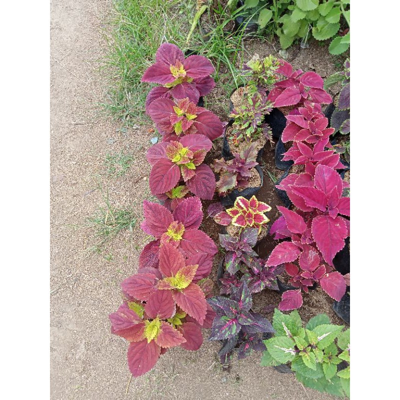 Shop mayana plants variety for Sale on Shopee Philippines