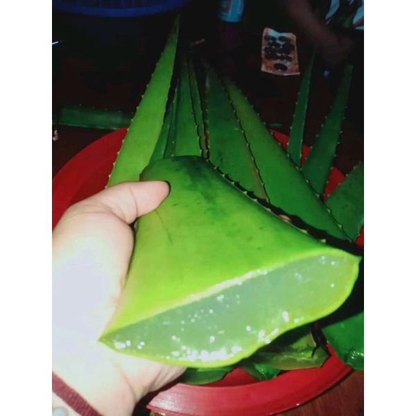 Barbadensis Miller Aloe Vera Leaves Fresh Harvest Per kilo only(1kilo