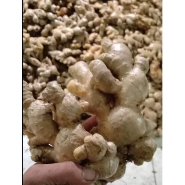 Luya (Ginger) Organic Fresh 1kg/500gms/250gms backyard farming Shopee
