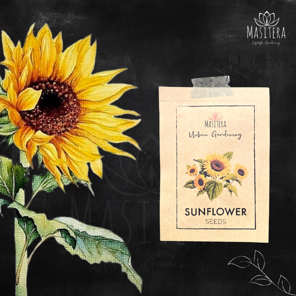 Sunflower Seeds ( Dwarf ) By Masitera | Shopee Philippines