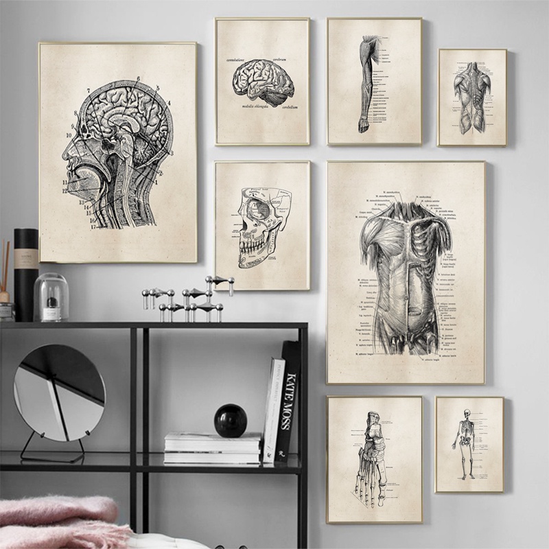 Human Anatomy Artwork Medical Wall Picture Muscle Skeleton Vintage ...