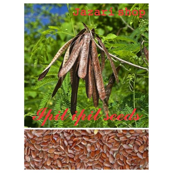 Ipill ipil seeds pangtanim(30 pcs) | Shopee Philippines