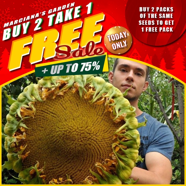 Giant Edible Sunflower Seeds Sunzilla (Ukraine Variety) Shopee