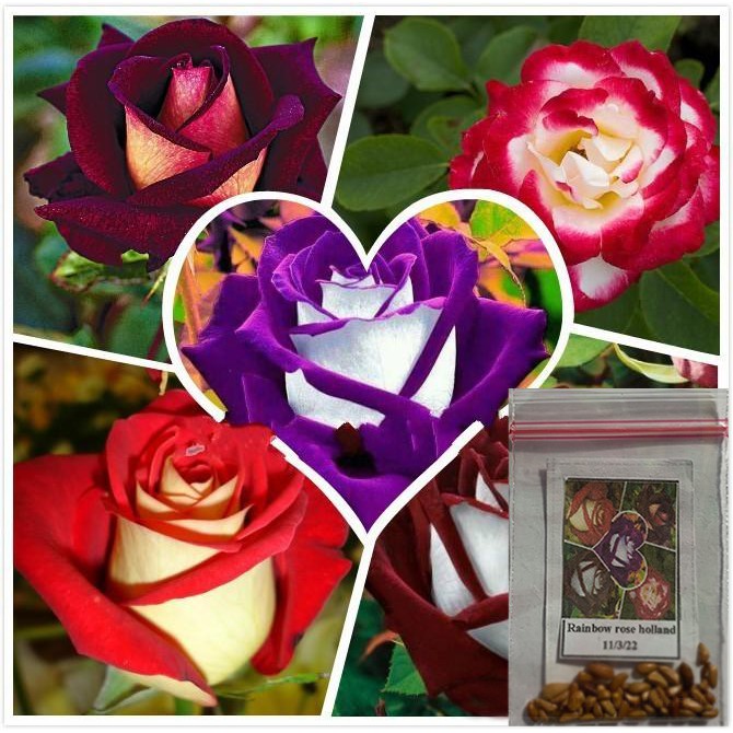 Rainbow Rose Plant seeds Holland Shopee Philippines