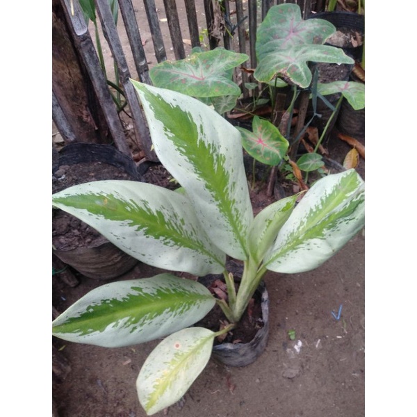AGLAONEMA SILVER BAY (SmallMediumBig) Shopee Philippines