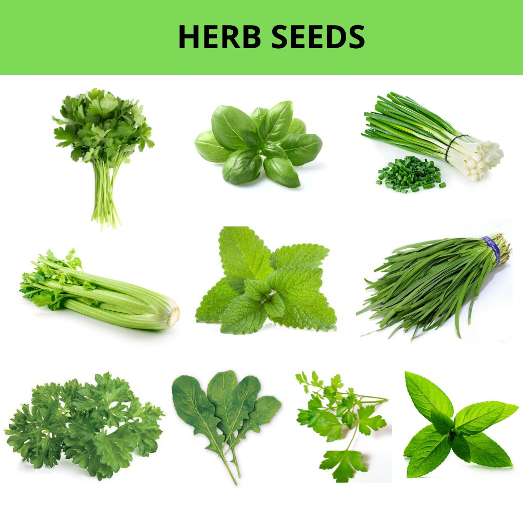 Herb Seeds - 4th Batch | Shopee Philippines