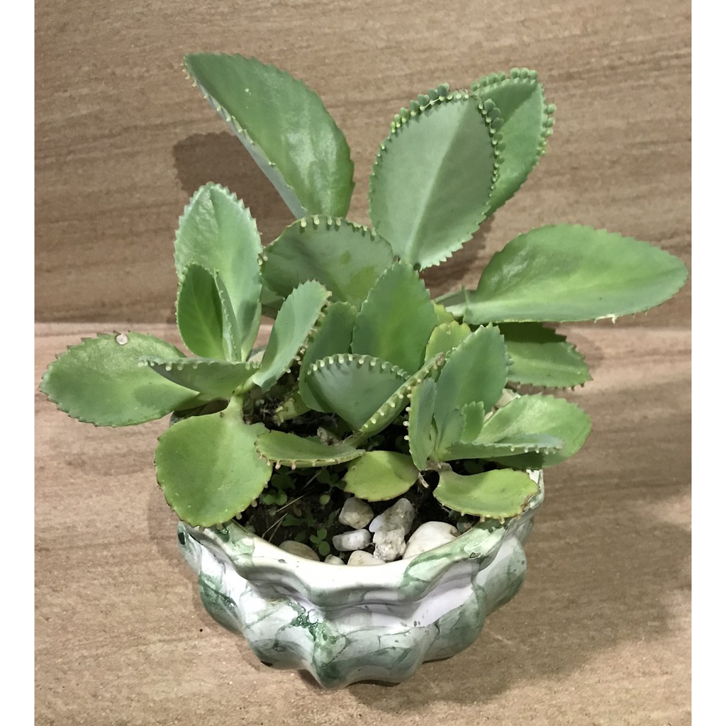 Mother of Thousands Succulent Plant or Kataka taka | Shopee Philippines