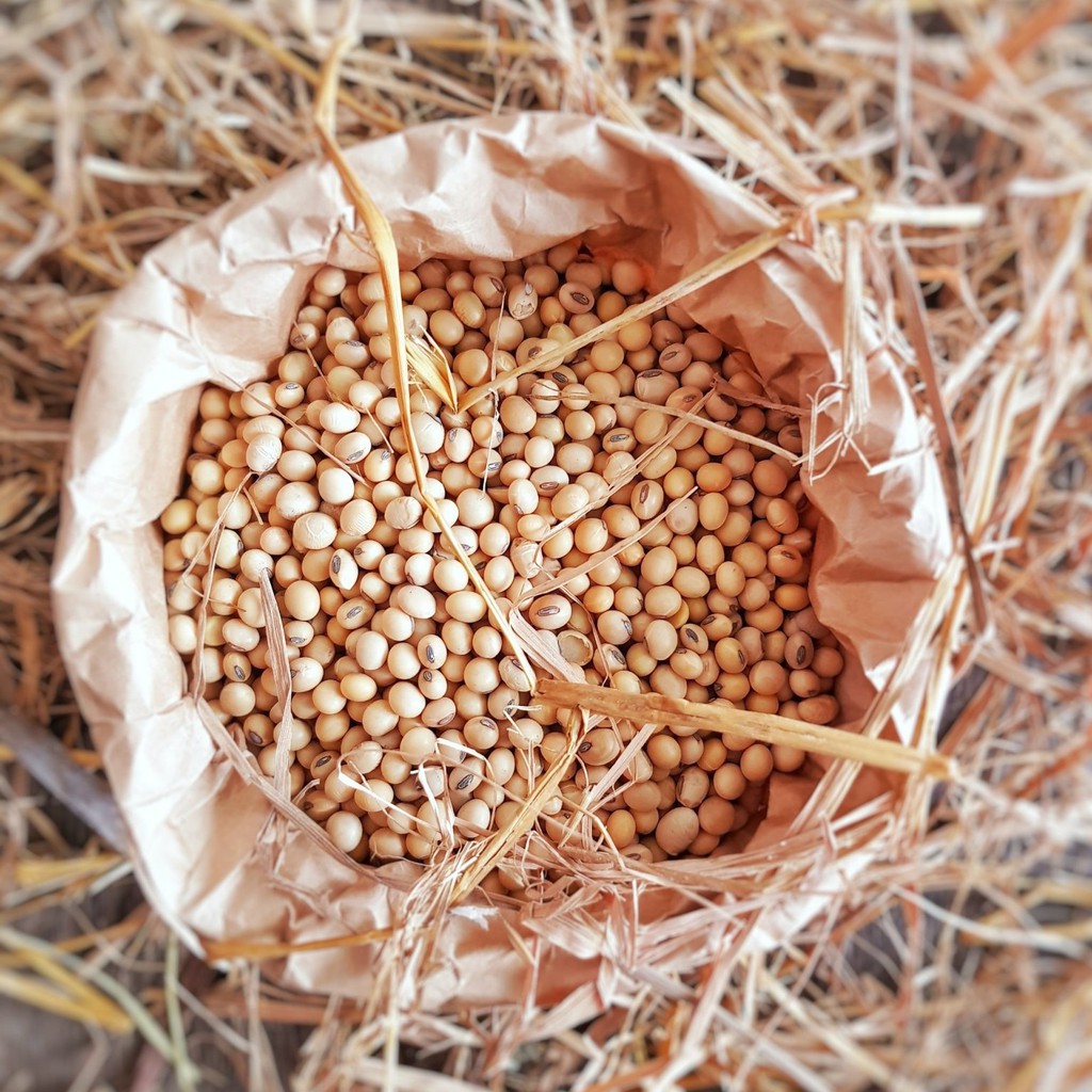 Homegrown oganic Soybeans 1kg Shopee Philippines