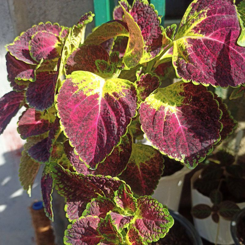 Coleus / Mayana / Plants rare to top rare ( buy 5pcs get free 2 pcs