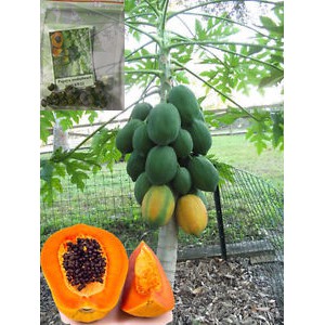 Papaya hainan fruits SEEDS dwarf tree | Shopee Philippines