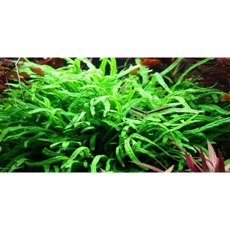 Kadaka mini trident microsorum trident Shopee Philippines