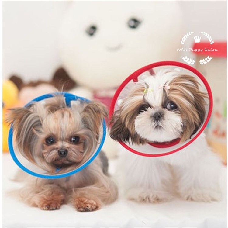 E fashion collar for shih tzu