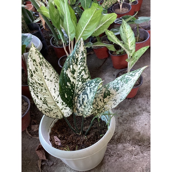 Rare Aglaonema morodoklok, pink legacy, red stardust, big mama, white