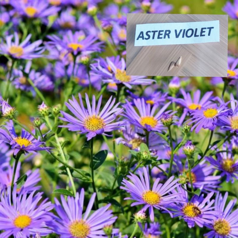 Aster Violet Llc _ Aster alpinus “Violet” – YXYKU