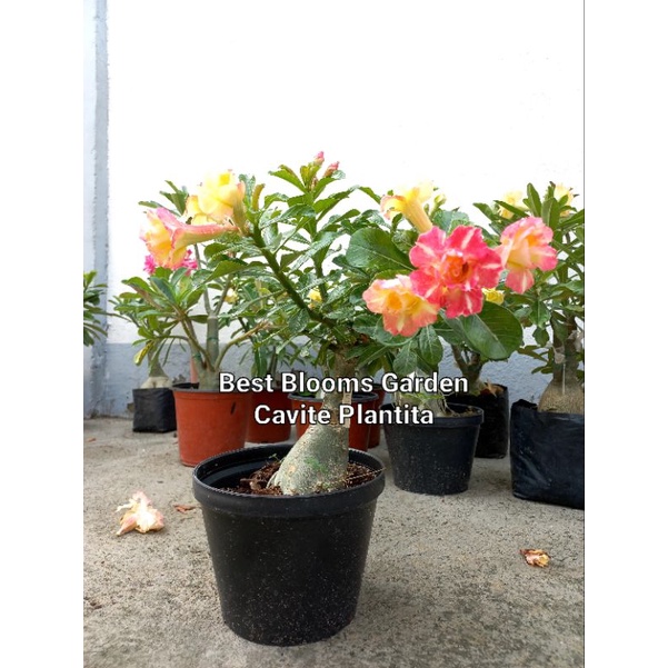 Adenium, Grafted Medium to Large Sizes | Shopee Philippines