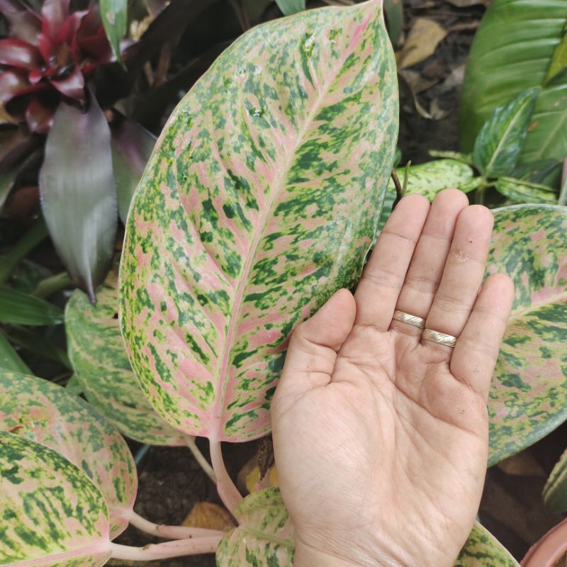 BIG LEAVES AGLONEMA PLANT VARIETY(BIG ROI) | Shopee Philippines