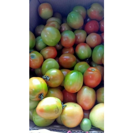 tomato/kamatis(10 seeds) | Shopee Philippines
