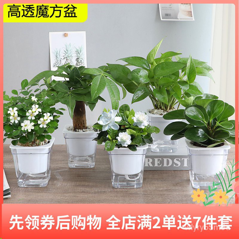 Pachira Macrocarpa Gardenia Asparagus Fern Hydroponic Plant Devil 'S