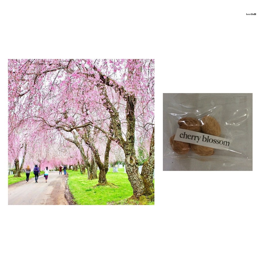 bonsai weeping cherry blossom mix flower tree seeds Shopee Philippines