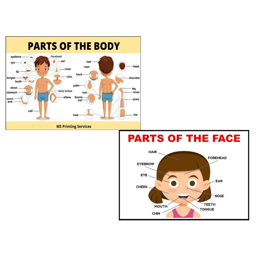 Laminated Chart (Parts of the Body) Shopee Philippines