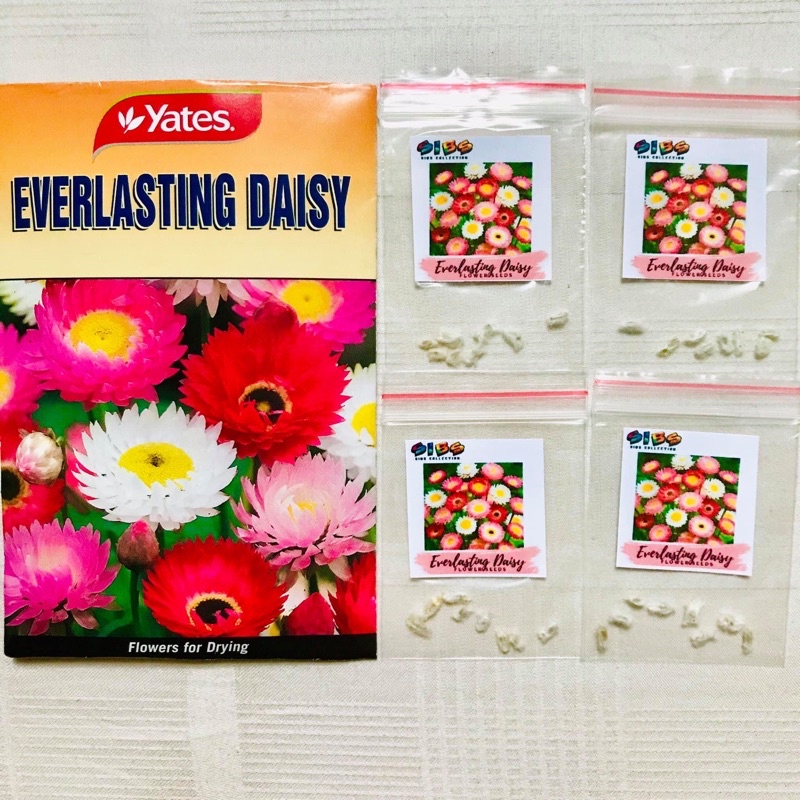 [SIBS COLLECTION] Everlasting Daisy Flower Seeds Plant Seeds Shopee