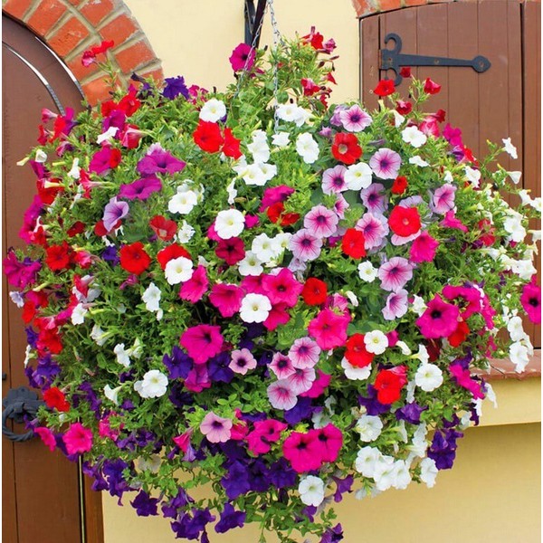 TRAILING PETUNIA MIX BALCONY - 200 SEEDS - Petunia Hybrida Pendula ...