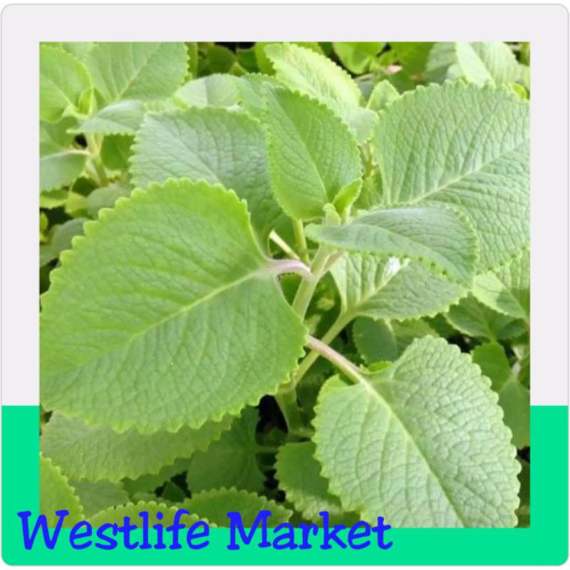 Oregano Fresh Leaves 50g Shopee Philippines
