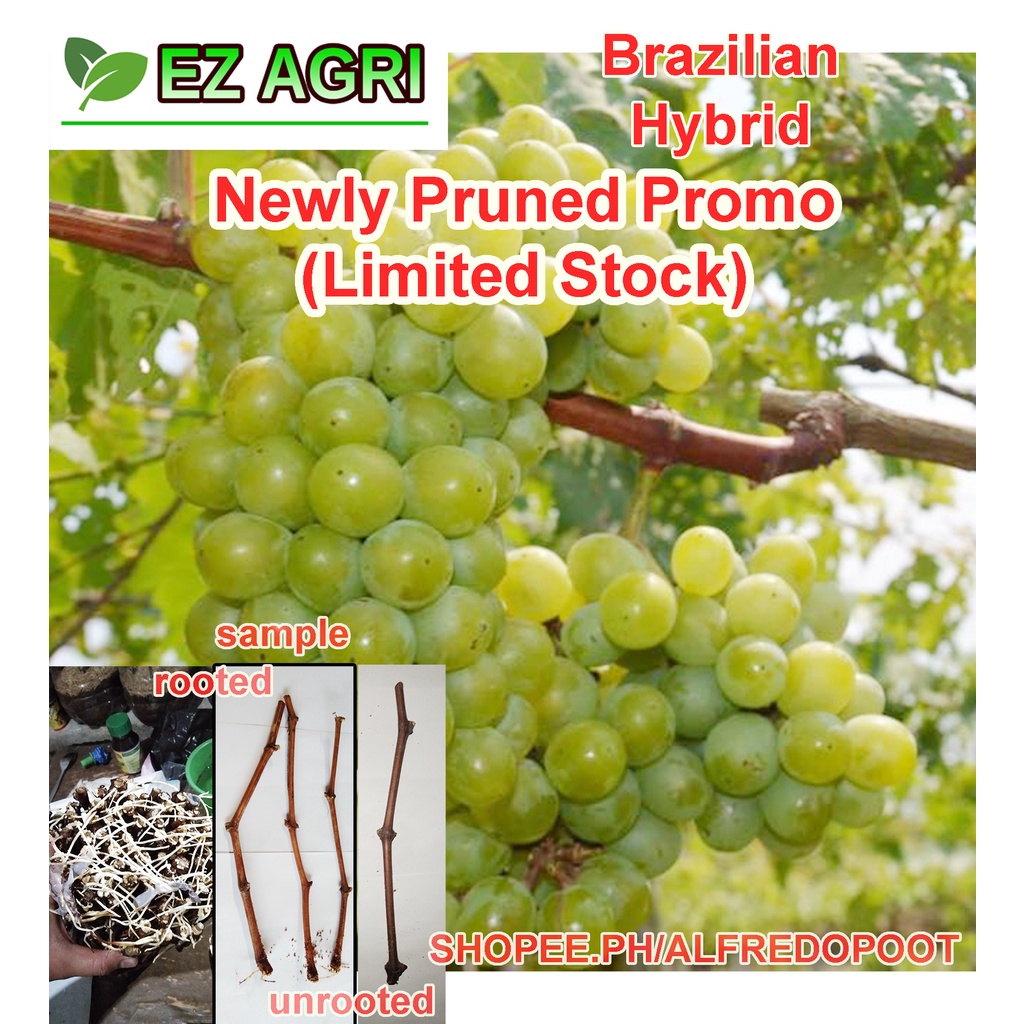 EZ Grape Cuttings Brazilian hybrid White Muscat of Alexandria Black