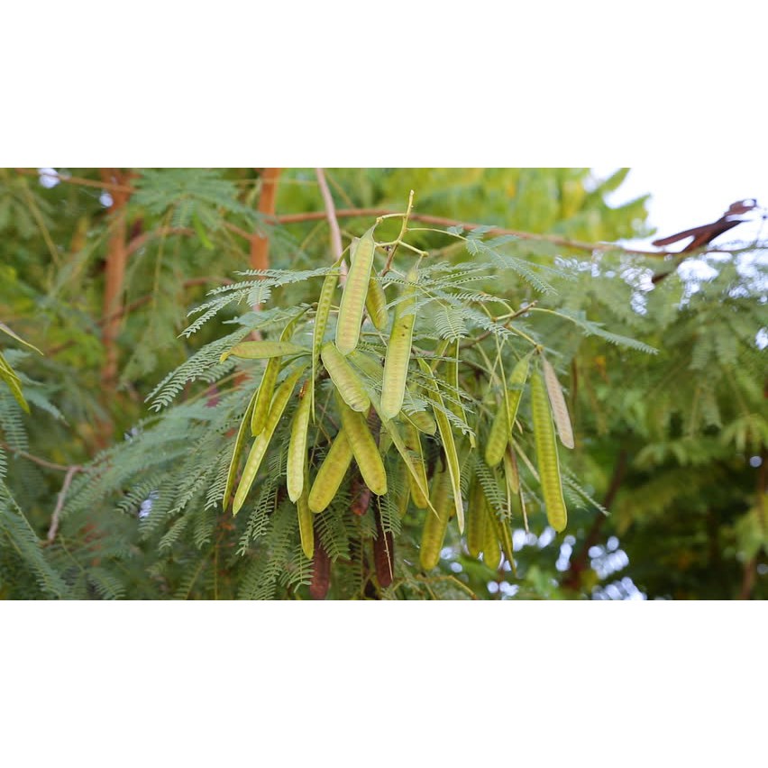 Ipil Ipil Seeds ( approx 50 seeds ) Leucaena Leucocephala | Shopee ...
