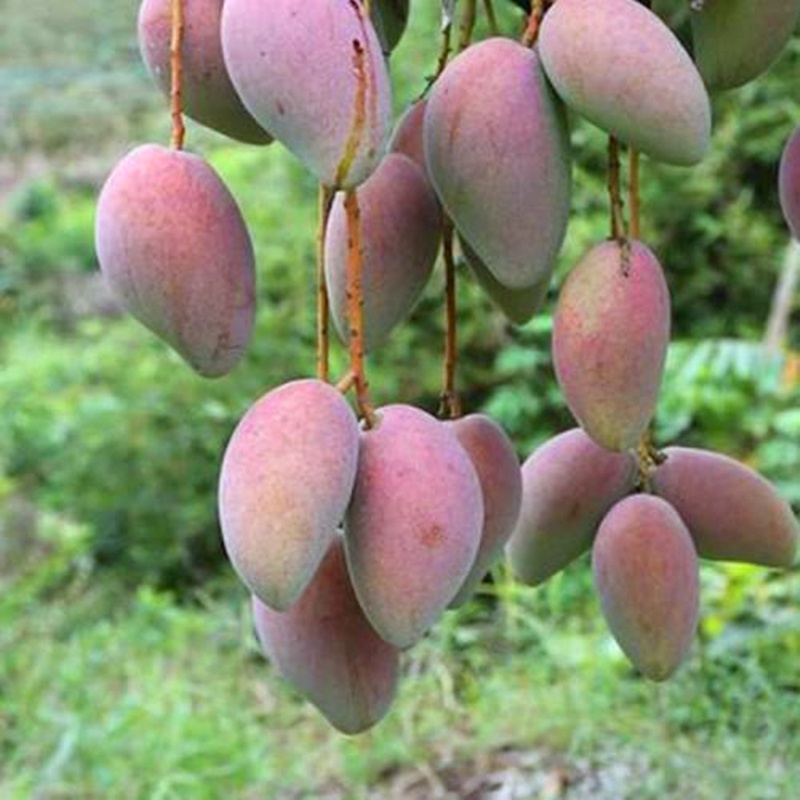 Mango Trees Jinhuang Mango Big Green the Mango Tree Fruit Seedling ...