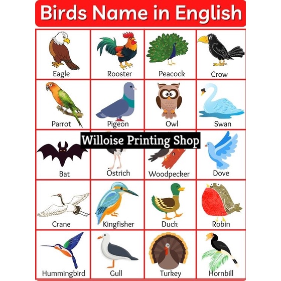 Birds - Educational Laminated Chart - A4 Size | Shopee Philippines