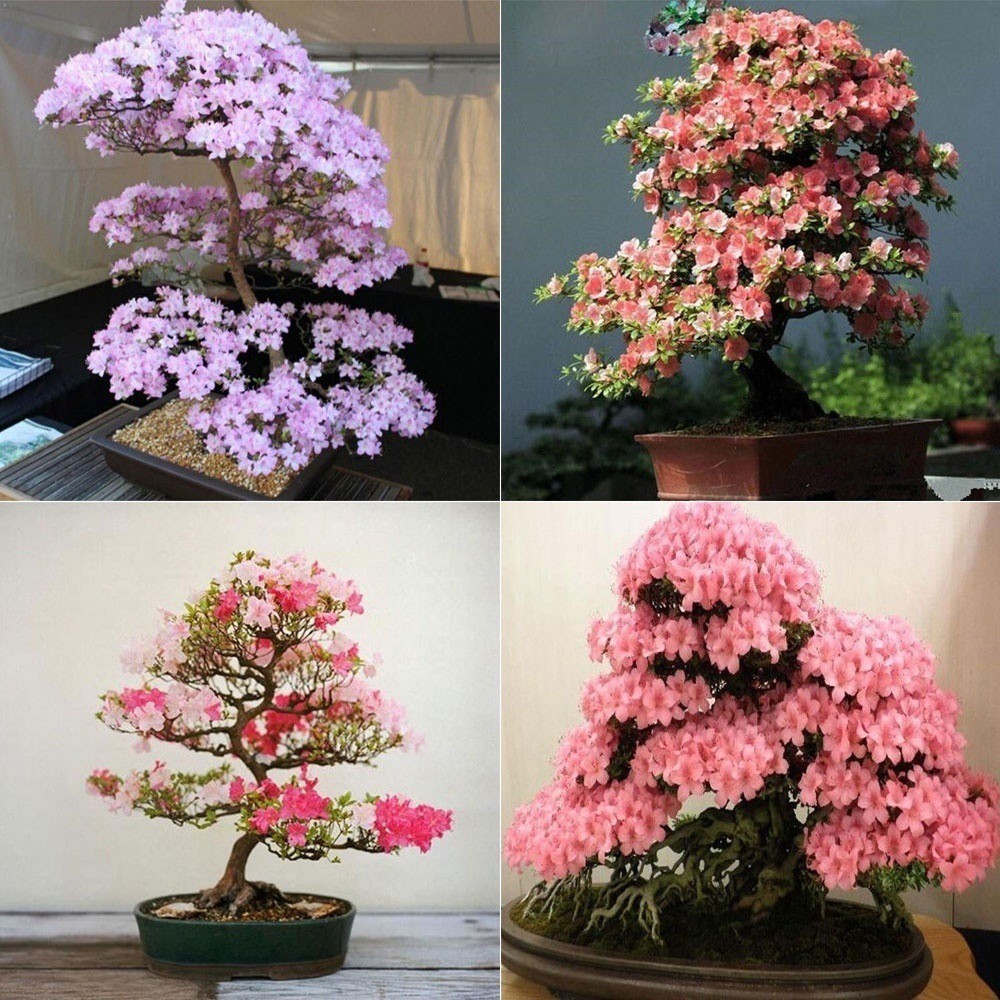 20 PCS Red Japanese cherry blossoms Seeds Courtyard Garden Bonsai Tree  Seeds Small Sakura Tree flow | Shopee Philippines