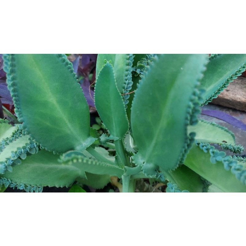 KATAKATAKA - MOTHER OF MILLIONS || MOTHER OF THOUSANDS LIVE HALAMAN ...