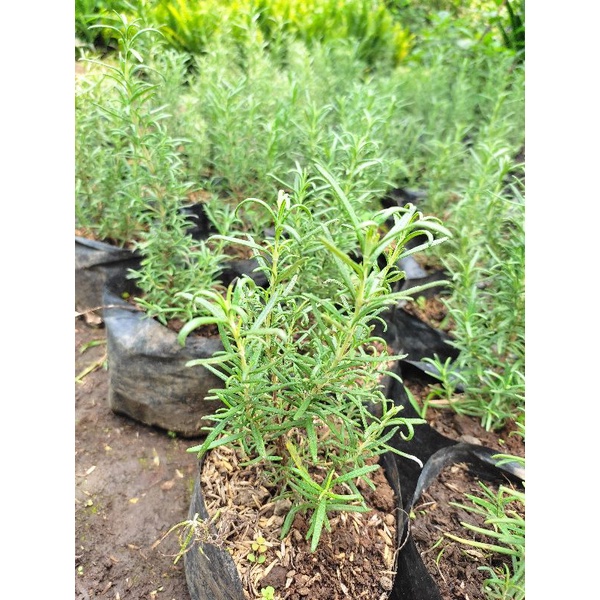 Rosemary Plant (Live) Shopee Philippines