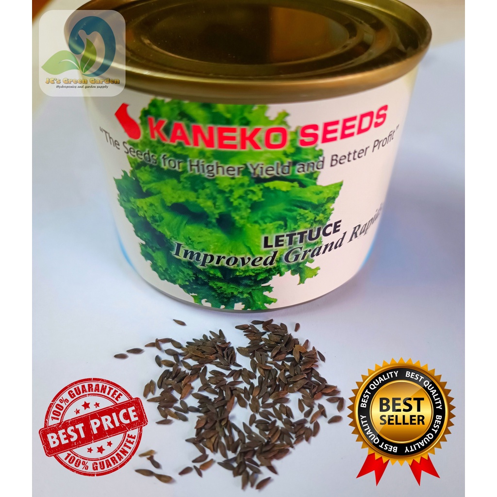 IMPROVED Grand Rapids Lettuce Seeds/50grams/1can (50,000pcs) Original