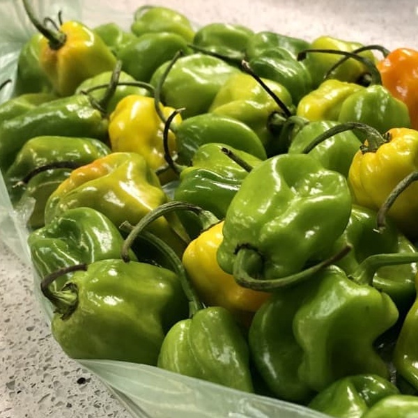Green Habanero Pepper Seeds Green Habanero Seeds Pepper Seeds