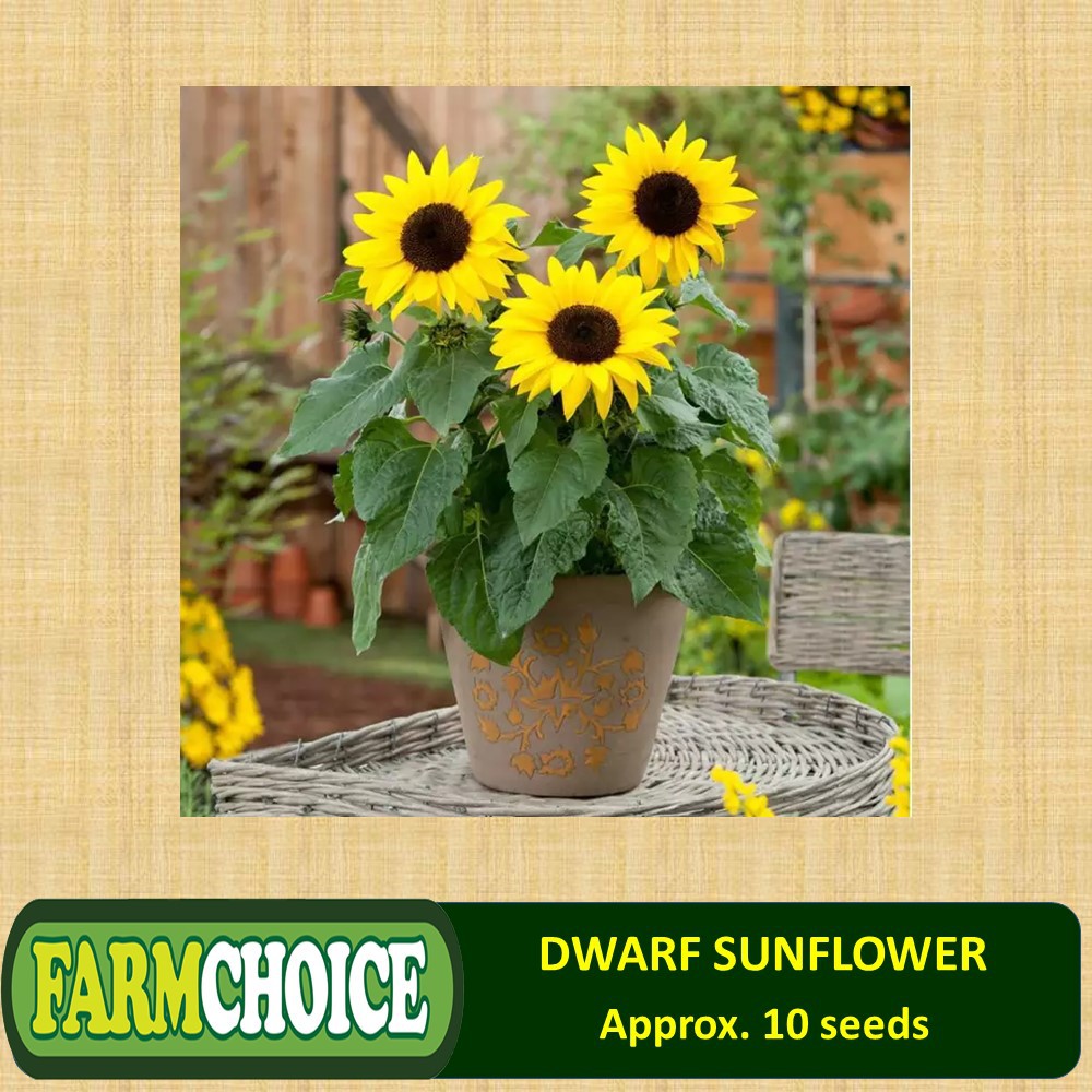 Dwarf Sunflower (10 seeds) Shopee Philippines