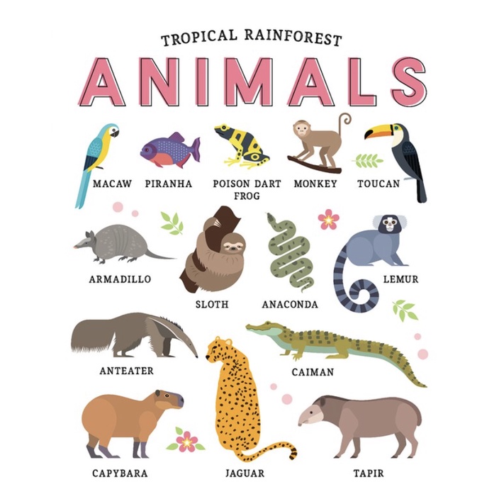 A4 Laminated Animal Educational Posters, Arctic Tropical Rainforest ...