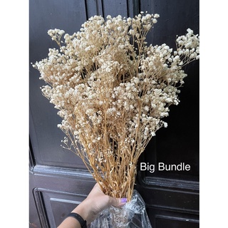 Preserved/Dried Gypsophila (baby's breath) sold per bundle | Shopee ...