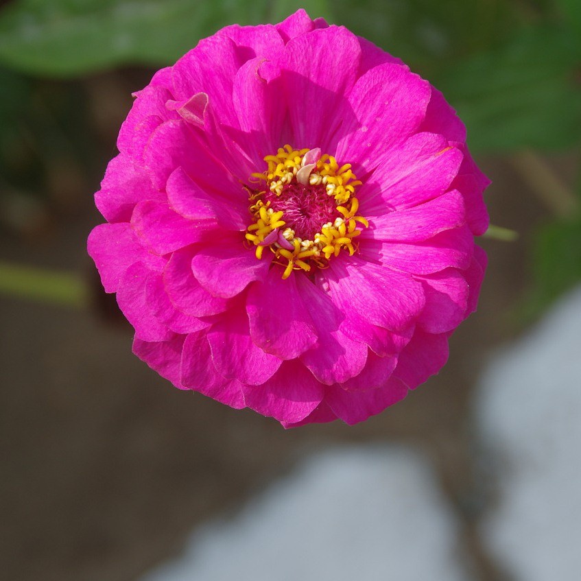 Zinnia Luminosa Pink Flower Seeds High Germination | Shopee Philippines