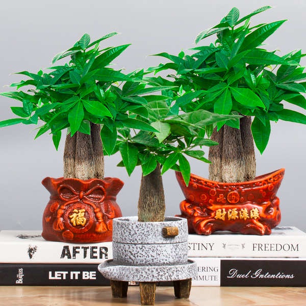 ready stock Pachira macrocarpa small pot plant indoor flower greenery ...