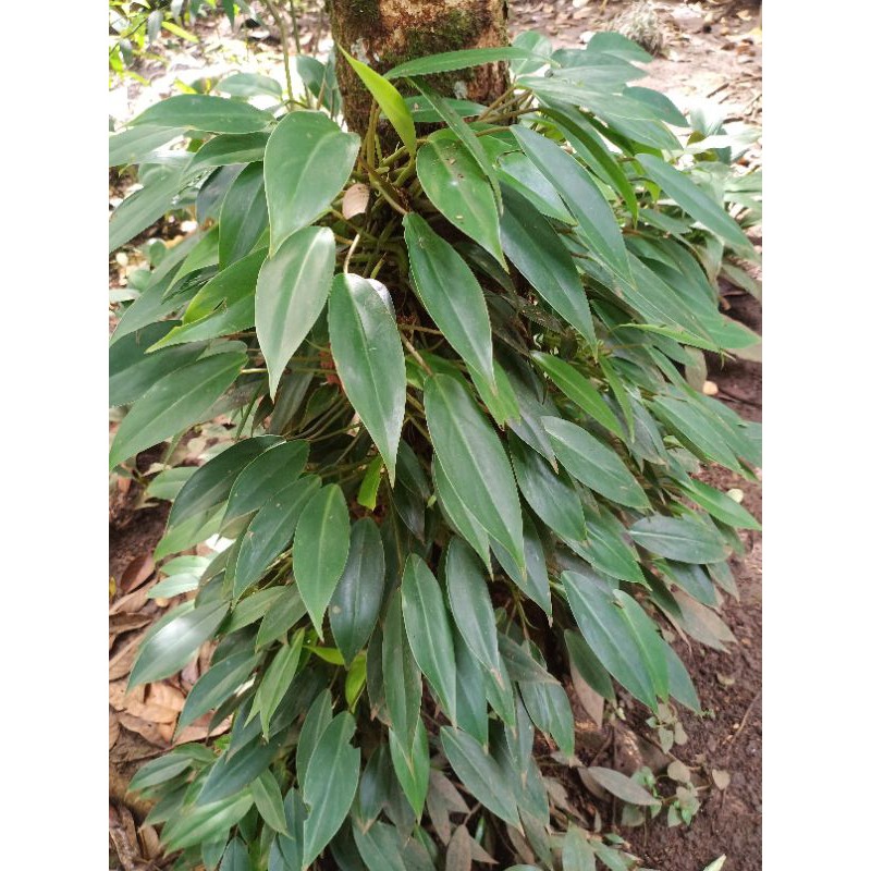Temptation Philodendron with aerial roots | Shopee Philippines