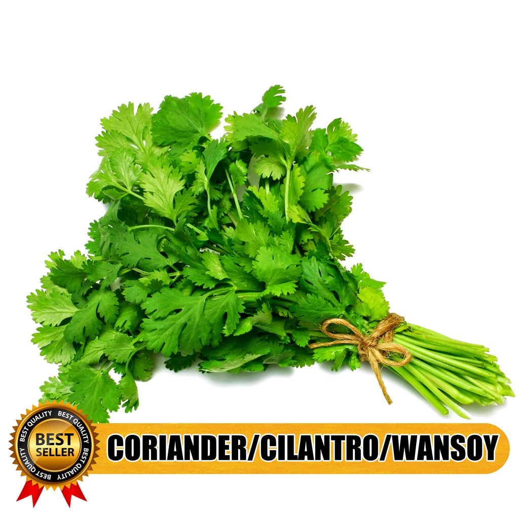 HIGH QUALITY HERB SEEDS (Basil Celery Parsley Kinchay Bunching Onion