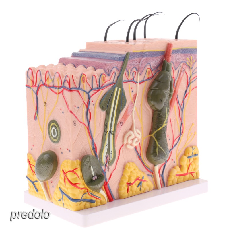 1:50 scale Human Skin Model Biology Medical Teaching Aids | Shopee ...