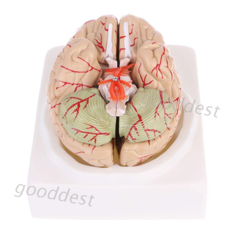 Medical props model Free postage Disassembled Anatomical Human Brain Model Anatomy Medical Teaching Tool