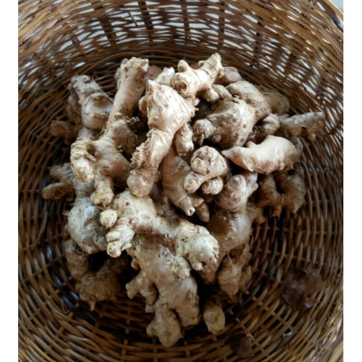 native ginger fresh luyang tagalog luya good for salabat by Celso's